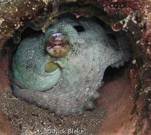 An Octopus sets up home inside a pipe on the seabed.
Sho... by Nick Blake 